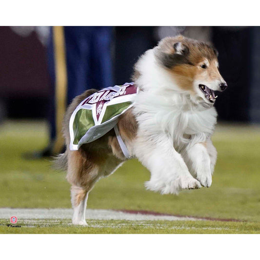 Texas A&M Aggies Unsigned Reveille Running Photograph